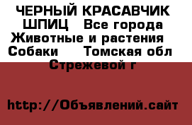 ЧЕРНЫЙ КРАСАВЧИК ШПИЦ - Все города Животные и растения » Собаки   . Томская обл.,Стрежевой г.